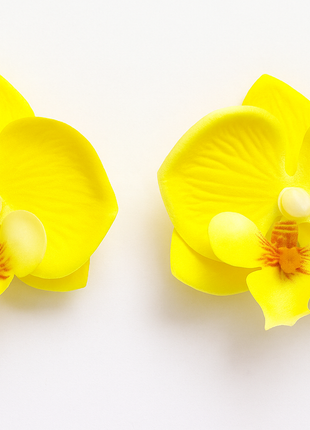 Two yellow orchids on a white background