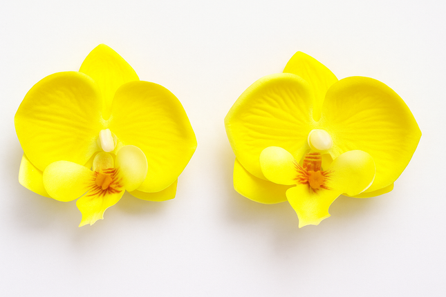 Two yellow orchids on a white background