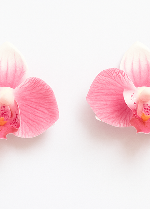 Two pink orchids on a white background